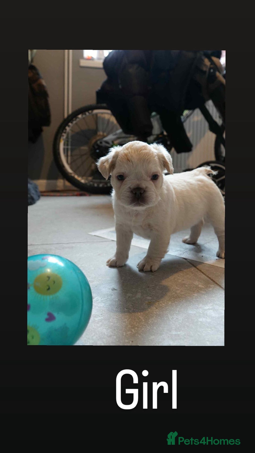French Bulldog dogs for sale: Fluffy French bulldog  - Image 5