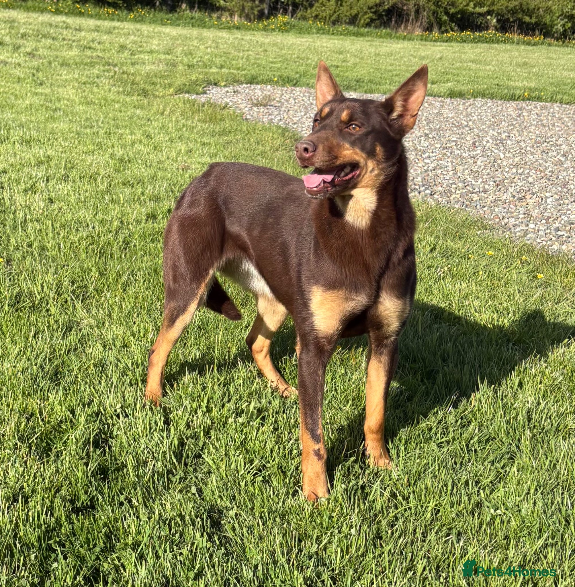 Australian Kelpie dogs 1 year old Kelpie  - Advert 18
