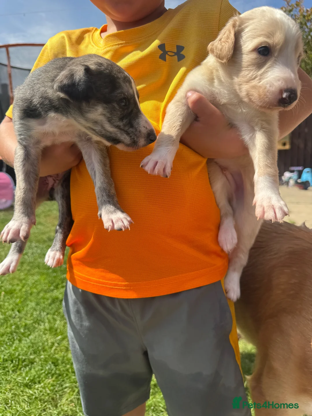 Lurcher dogs for sale: Beautiful Saluki Greyhound Puppies in Bishop Auckland - Advert 6