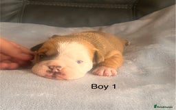 English Bulldog dogs for sale: Kc reg English bulldog puppies 🏴󠁧󠁢󠁥󠁮󠁧󠁿 - Image 6