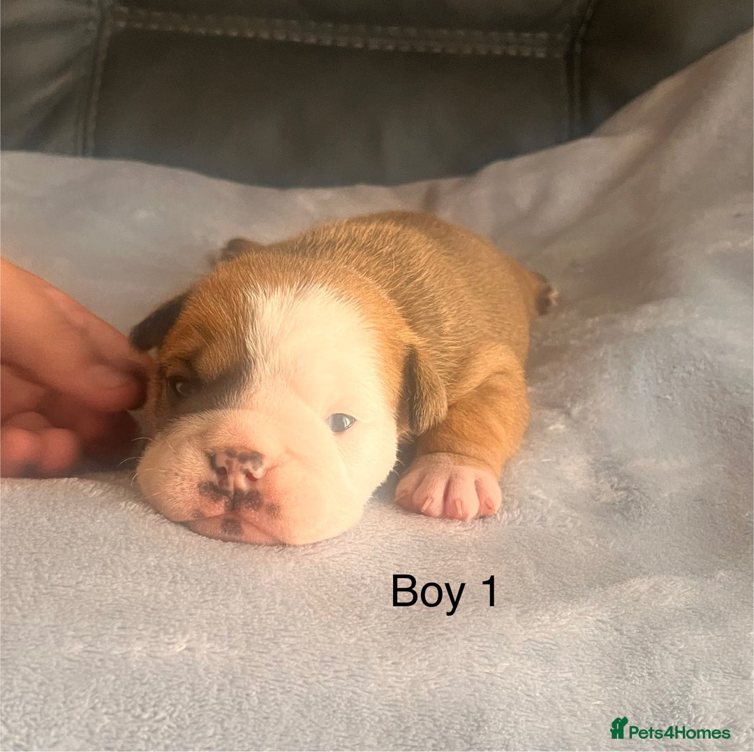 English Bulldog dogs for sale: Kc reg English bulldog puppies 🏴󠁧󠁢󠁥󠁮󠁧󠁿 - Image 6