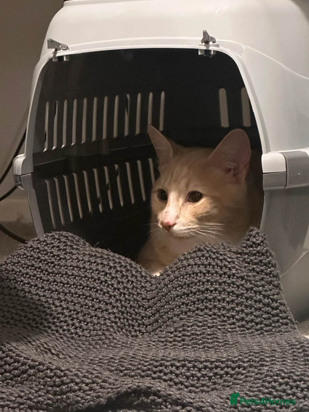 Mixed Breed cats for sale: Milo' - Advert 5