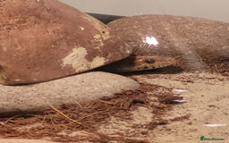 Corn Snake reptiles for sale: Cornsnake for Rescue - Image 3