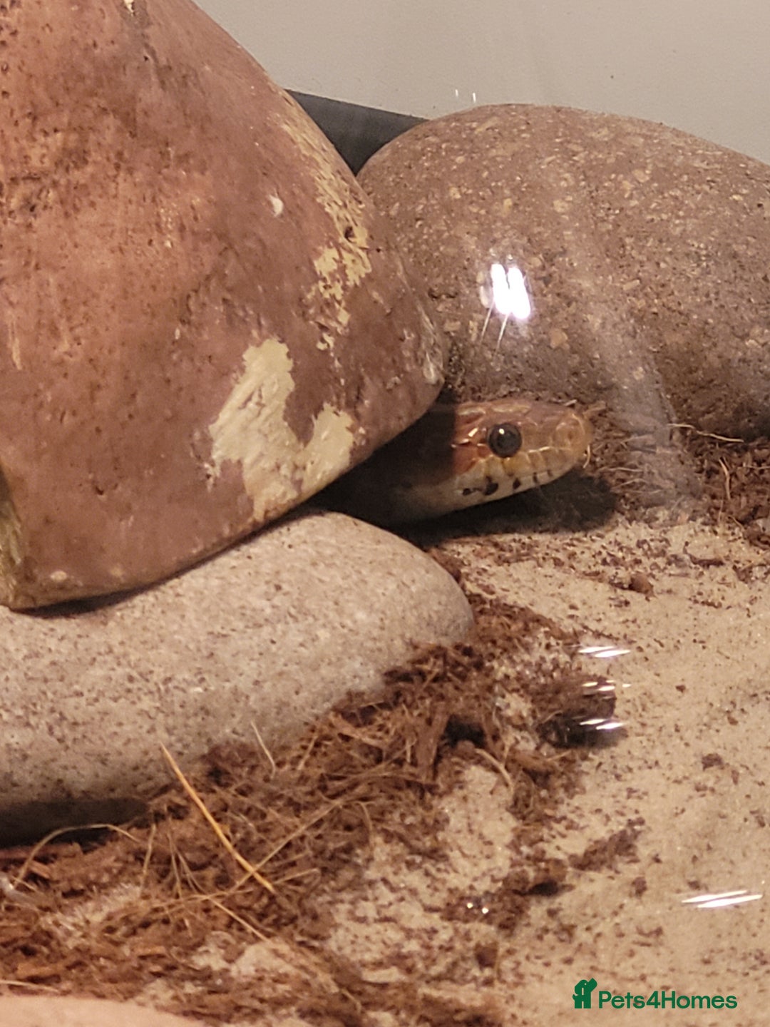 Corn Snake reptiles for sale: Cornsnake for Rescue - Image 3