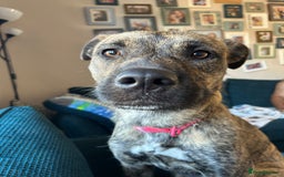Mixed Breed dogs for sale: 1 year old dog needs rehoming  - Image 1