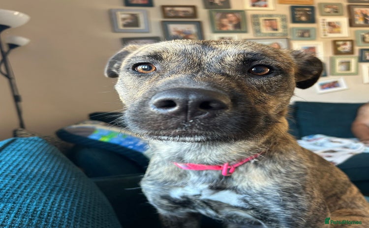 Mixed Breed dogs - Advert 10