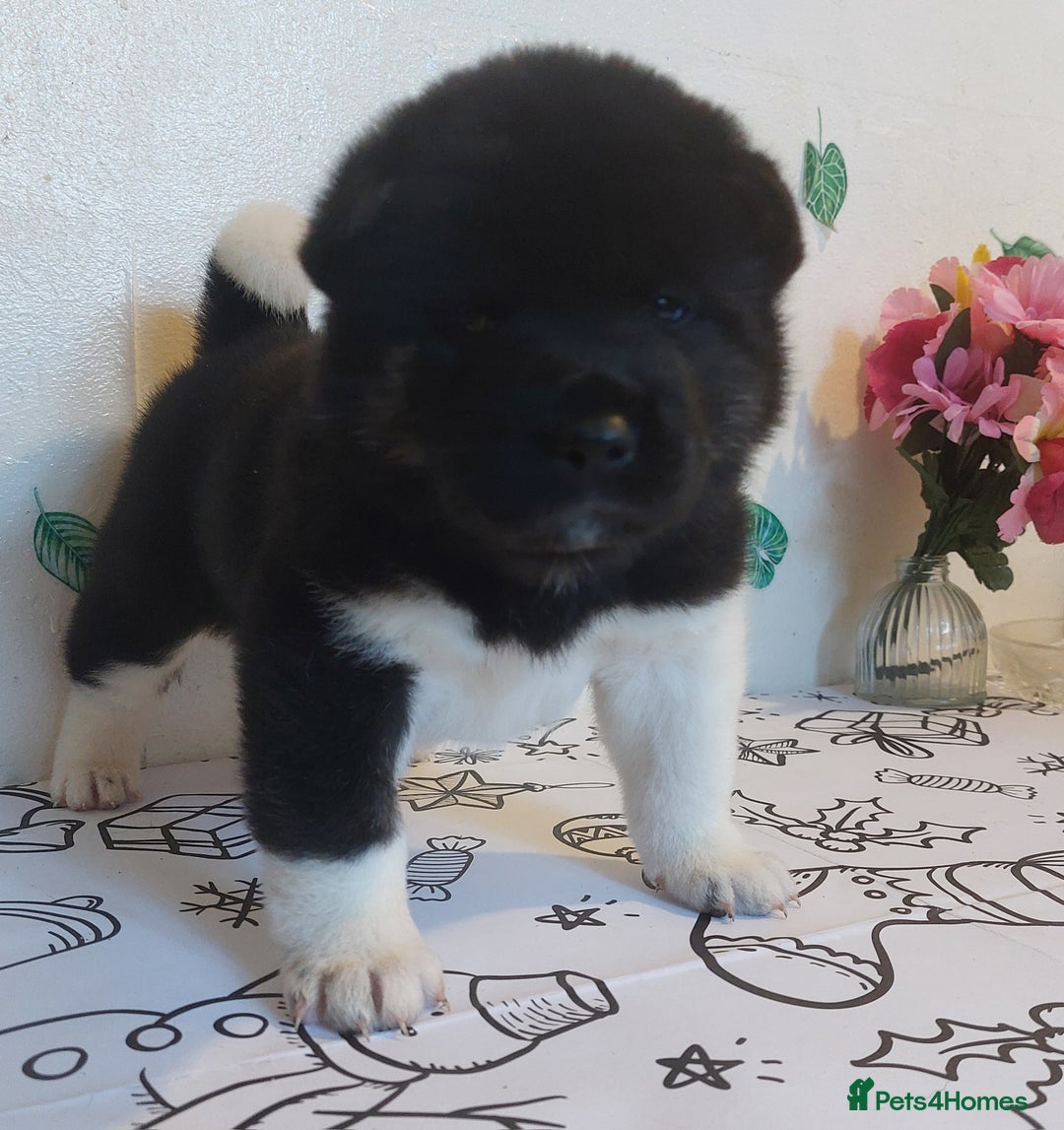 Akita dogs for sale: Kc registered beautiful akita pups  - Advert 12