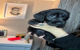 Mixed Breed dogs for sale: 3/4Bedlington 1/4Whippet - Image 1