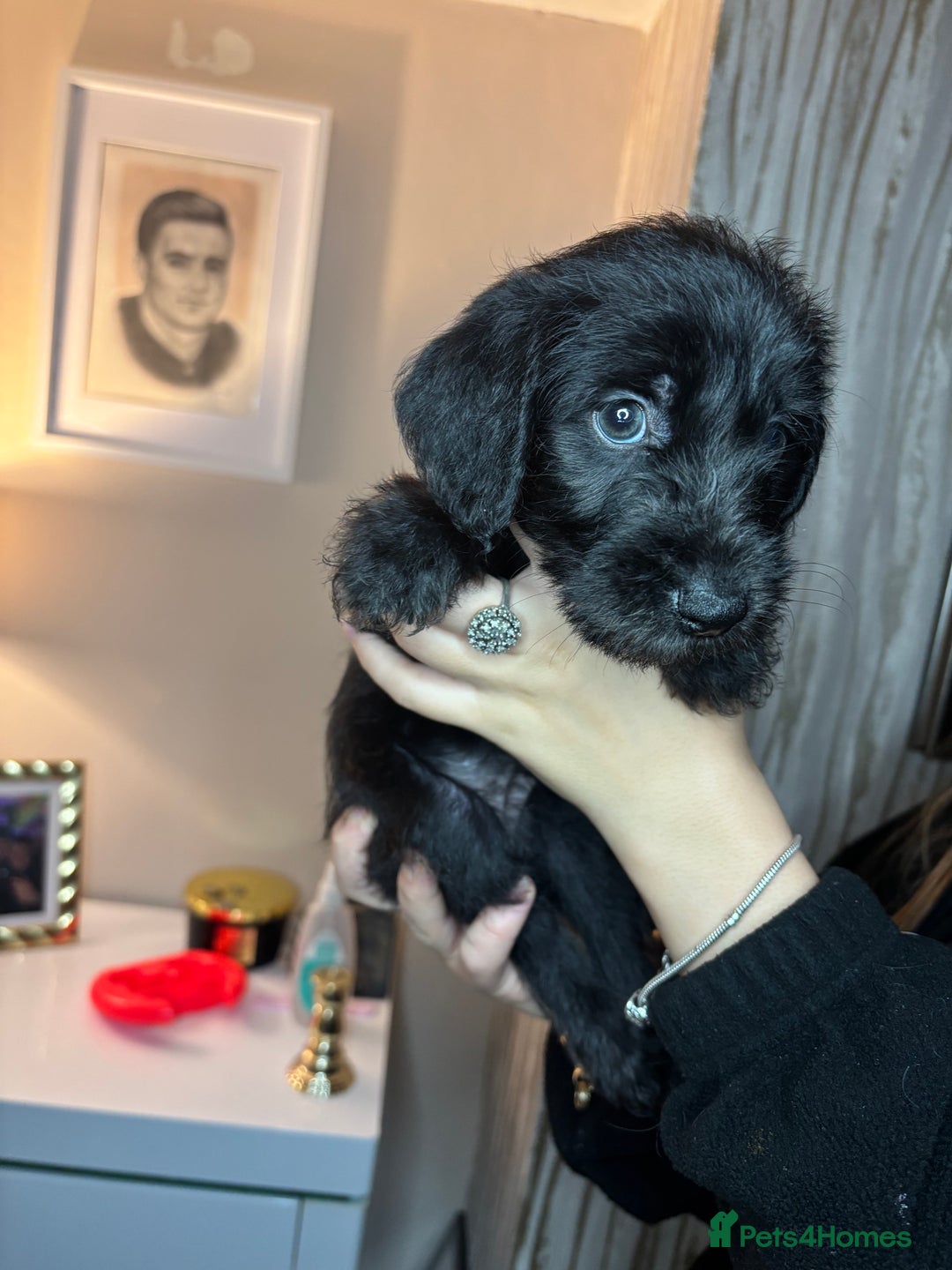 Mixed Breed dogs for sale: 3/4Bedlington 1/4Whippet - Image 1