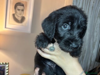 Mixed Breed dogs - Advert 2