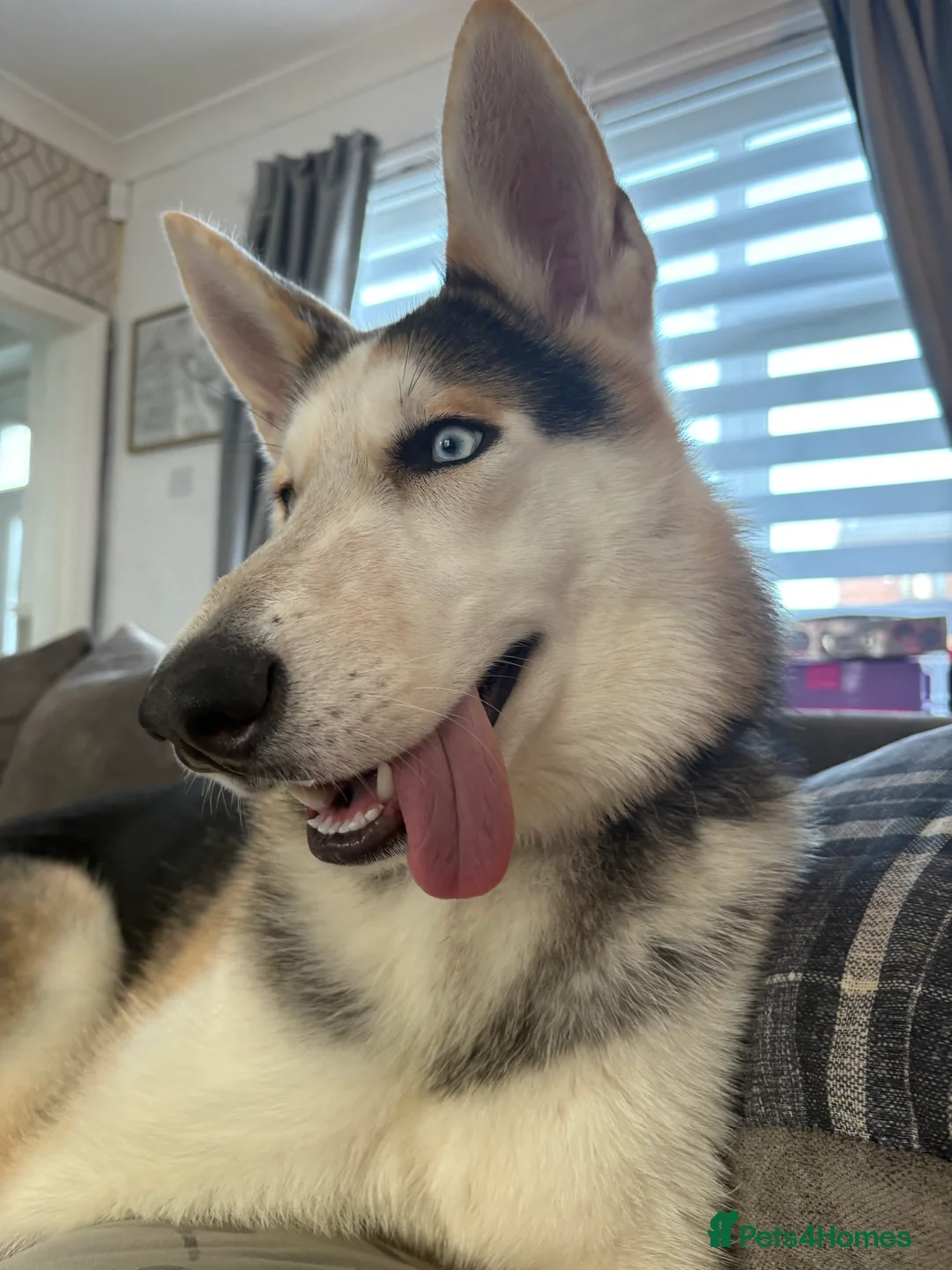 Shepsky dogs for sale: Looking to rehome our 8 month old Shepsky - Advert 1