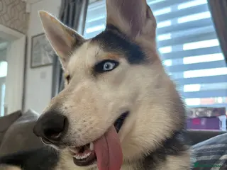 Shepsky dogs Looking to rehome our 8 month old Shepsky - Advert 1