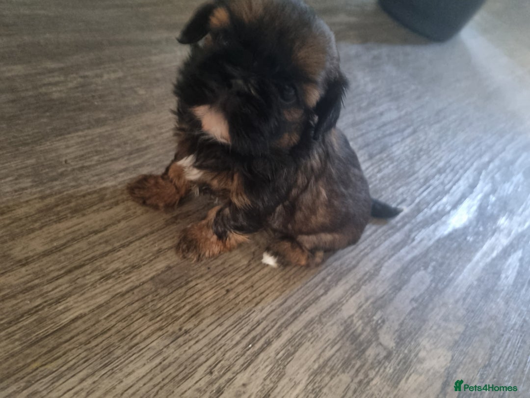 Shih Tzu dogs for sale: 3 lovely looking shih zue puppys. - Image 1