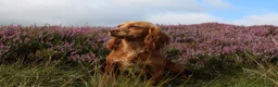 Cocker Spaniel dogs for stud: Fully Health tested Excellent Cocker now at stud in Lancaster - Advert 3