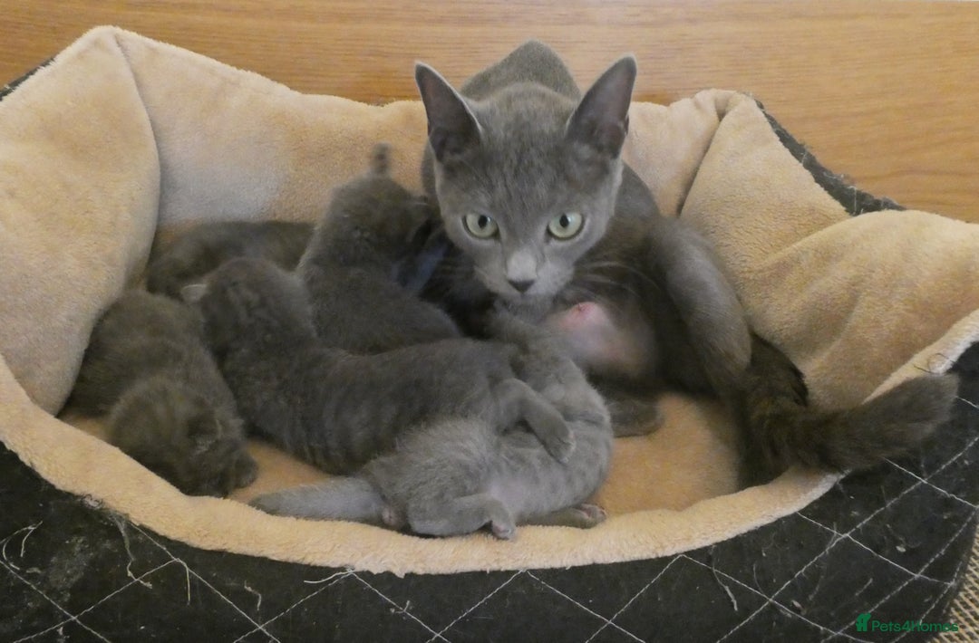 Russian Blue cats for sale: Pure Russian Blue Kittens for sale - 2 Boys 1 Girl - Image 4