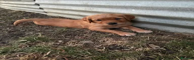 Golden Retriever 6