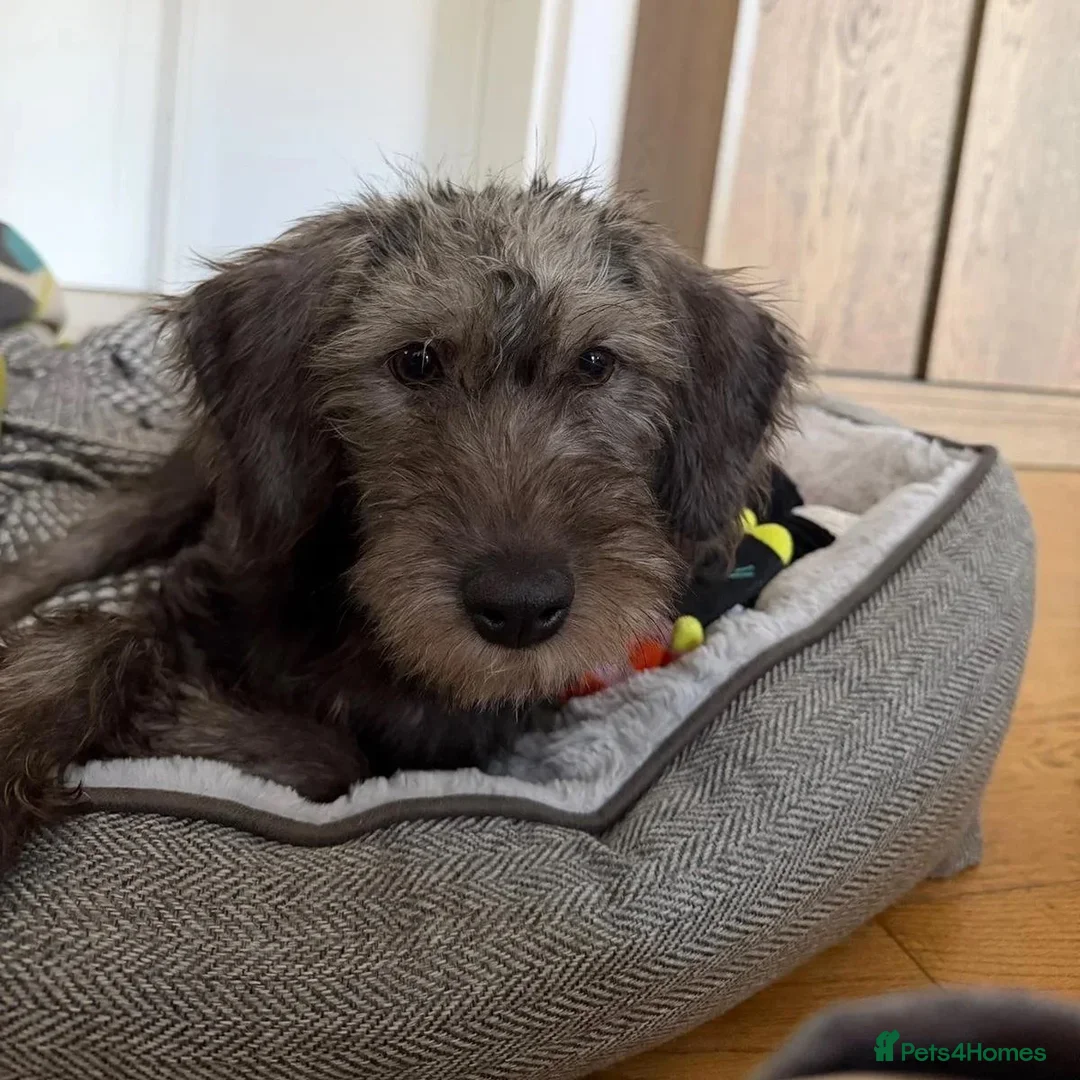 Mixed Breed dogs for adoption: Sammy (Hound/Terrier mix) - Image 8
