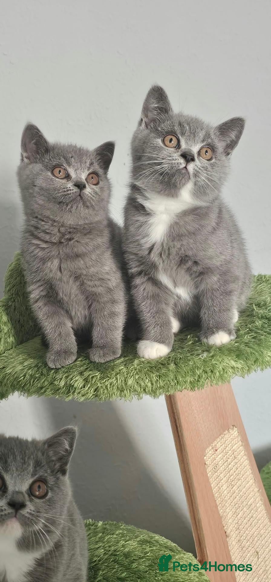 British Shorthair cats GCCF Registered British Shorthair Kittens - Advert 2