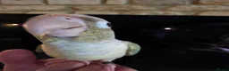 Conures birds for sale:  Hand readed Mooncheek Conure with Full Setup  in Montacute - Advert 21