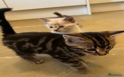 Mixed Breed cats for sale: Stunning cream tabby girl & 2 tabby boy kittens - Image 8