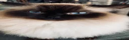 Ragdoll cats for sale: CHAMPION BLOODLINE RAGDOLL KITTENS 🥇🏅 - Advert 15