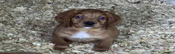 Cocker Spaniel dogs for sale: Beautiful Cocker Spaniel pups in Halifax - Advert 6