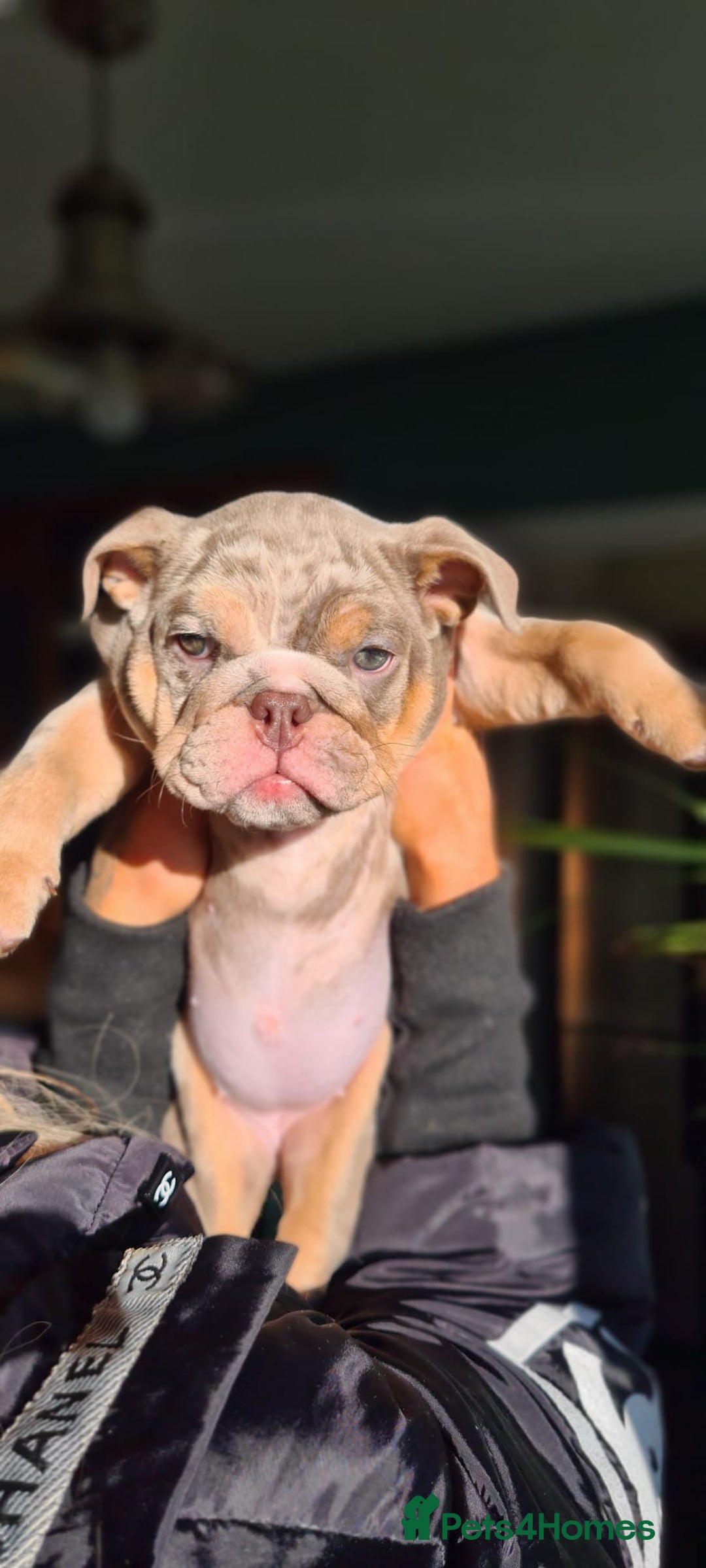 English Bulldog dogs for sale: ✨ lilac Tan & Merle Female bulldog. – Available ✨ - Advert 11