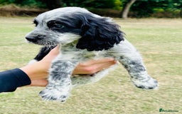 Cocker Spaniel dogs for sale: Cocker Spaniel Puppies  - Image 7