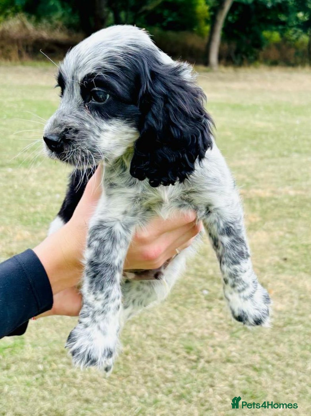 Cocker Spaniel dogs for sale: Cocker Spaniel Puppies  - Image 7