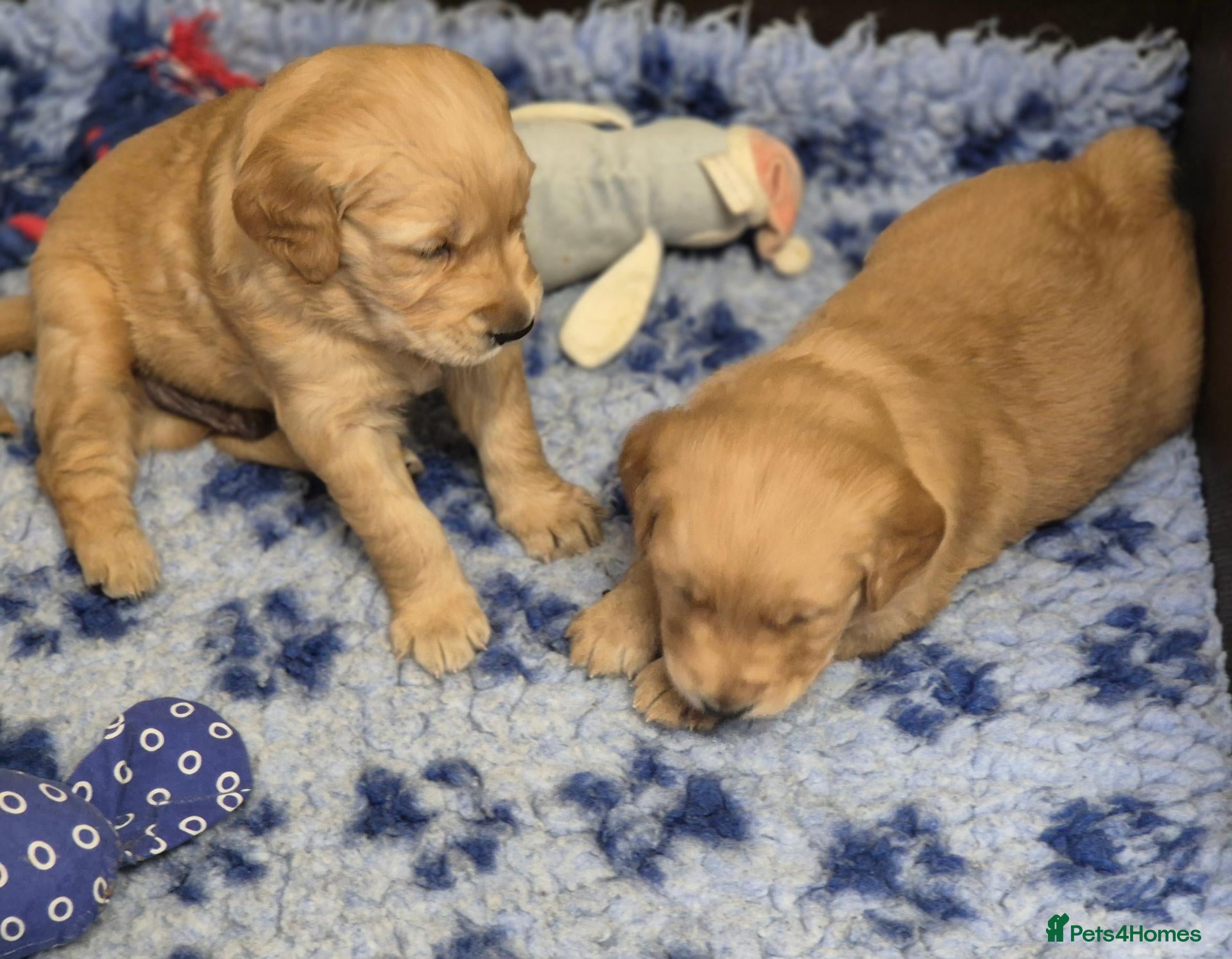 Golden Retriever dogs  Golden Retriever Puppies - health tested - Advert 2