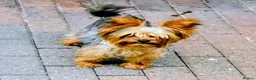 Yorkshire Terrier dogs for stud: TRADITIONAL SMALL TYPE YORKSHIRE TERRIER FOR STUD  - Advert 2