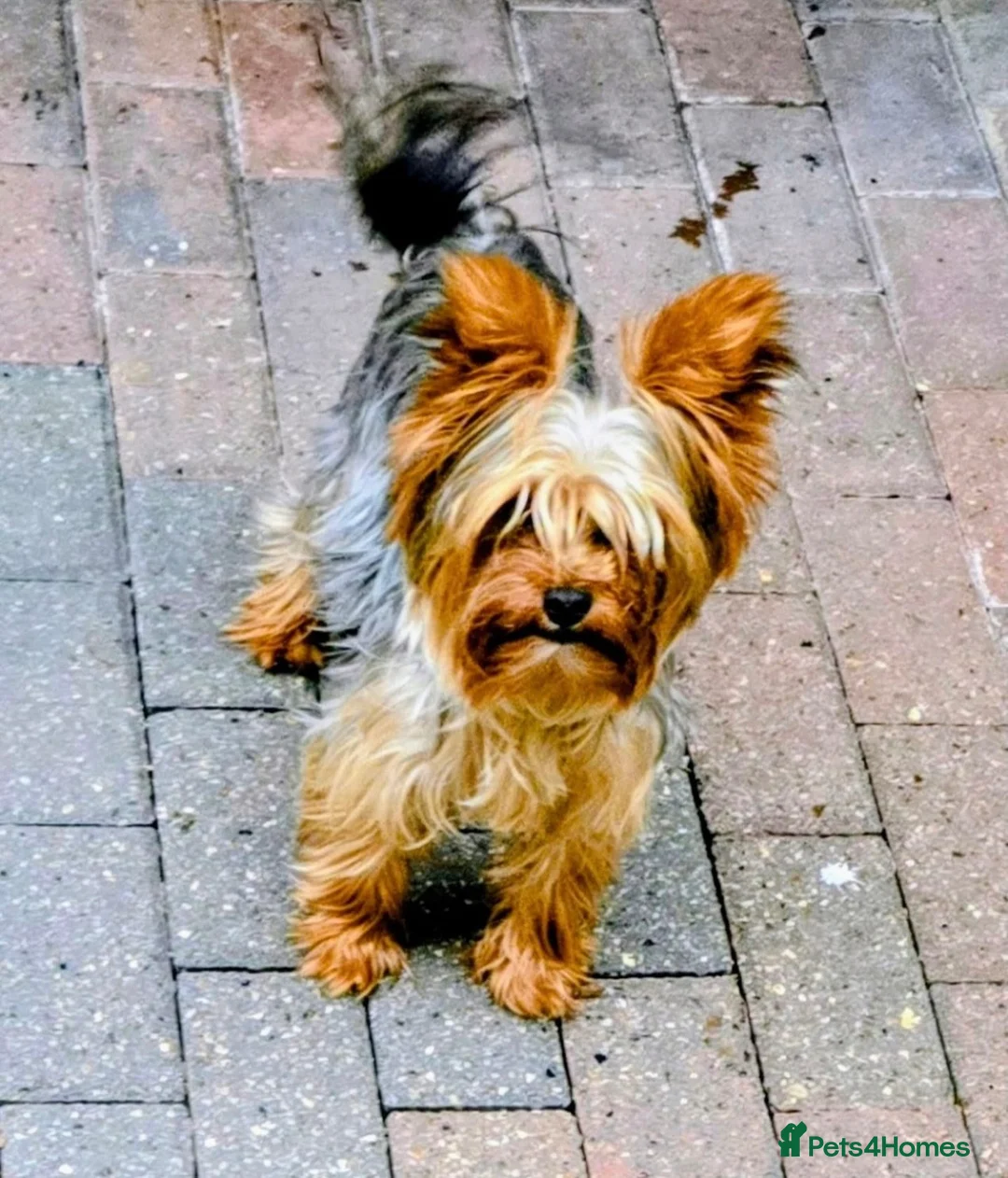 Yorkshire Terrier dogs for stud: TRADITIONAL SMALL TYPE YORKSHIRE TERRIER FOR STUD  - Advert 2