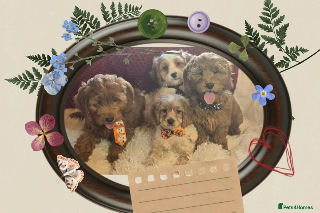 Cockapoo dogs for sale: Cockapoo Puppies - Advert 1