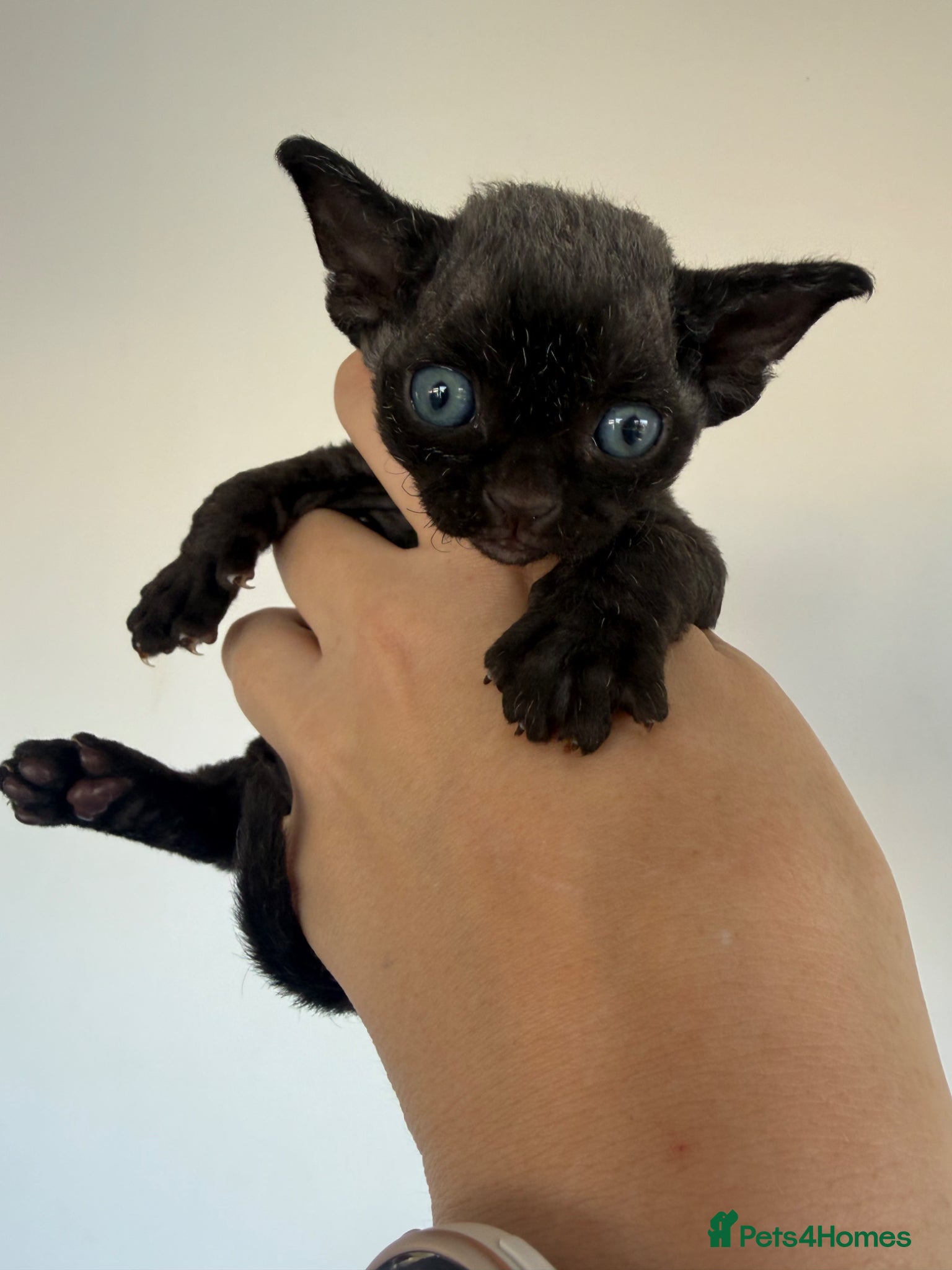 Devon Rex cats Pretty little babies 😻 really to reserve - Advert 1