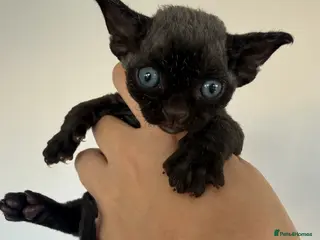 Devon Rex cats Pretty little babies 😻 really to reserve - Advert 3