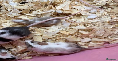 Mouse rodents - Advert 4