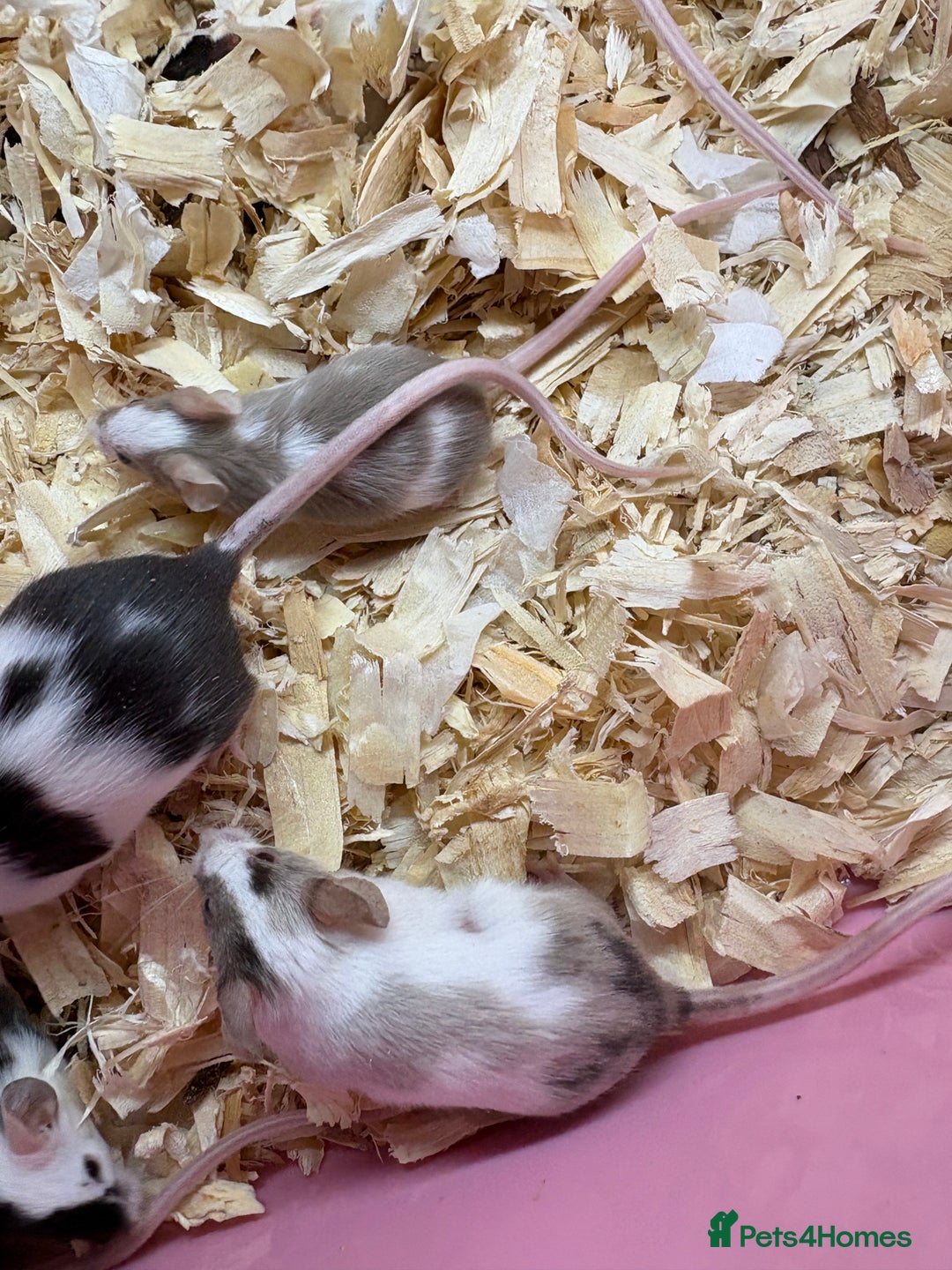 Mouse rodents for sale: Super friendly fancy female mice  - Image 3