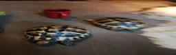 Hermann Tortoise reptiles for sale: HERMANNS TORTOISES  - Advert 3