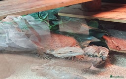 Bearded Dragon reptiles for sale: female bearded dragon with full set up - Image 16