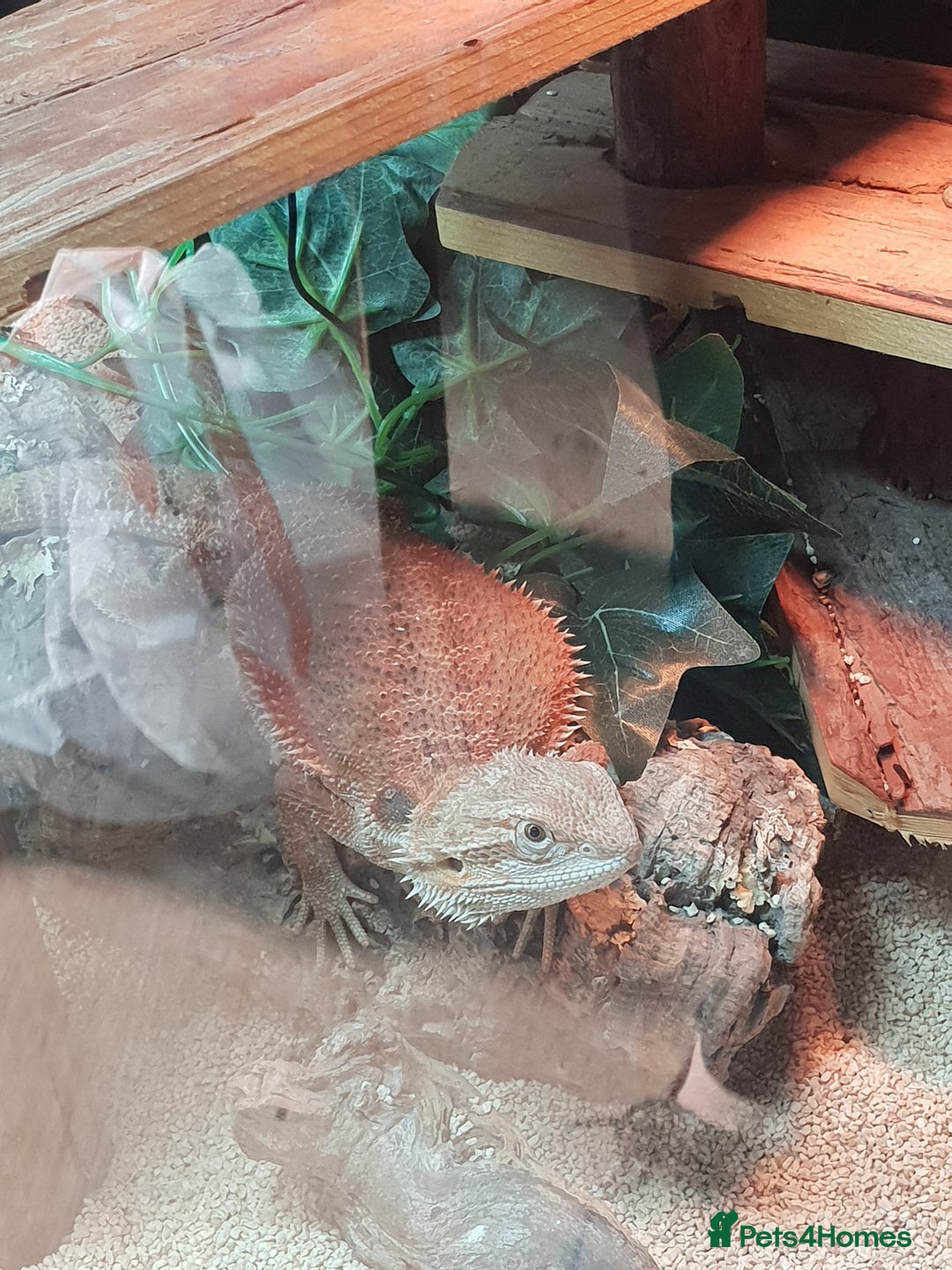 Bearded Dragon reptiles for sale: female bearded dragon with full set up - Image 16