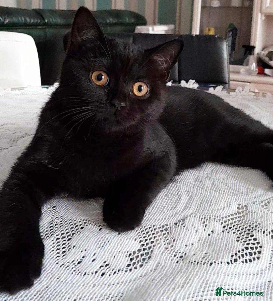 Mixed Breed cats British&Scottish kittens  - Advert 8