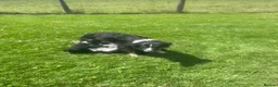 Border Collie dogs for sale: 5 Beautiful Border Collie Puppies  - Advert 24