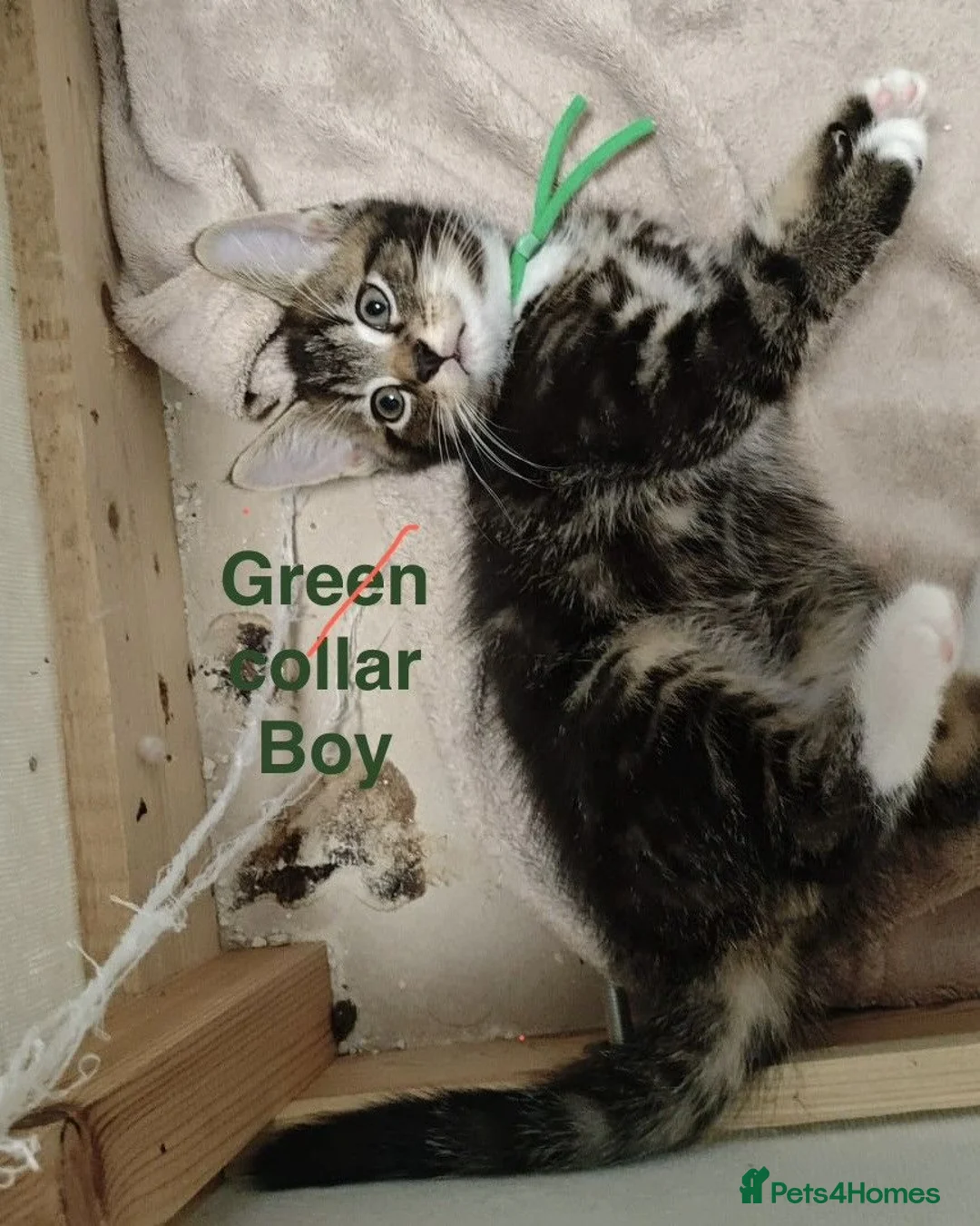 Mixed Breed cats for sale:  gorgeous mixed litter of four incredibly sweet - Advert 5