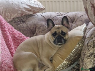 French Bulldog dogs - Advert 26
