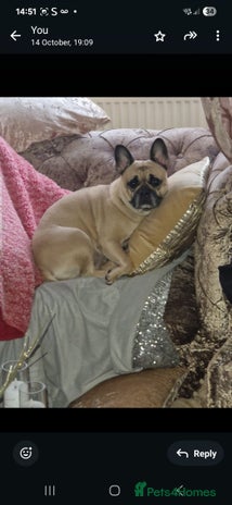 French Bulldog dogs - Advert 13
