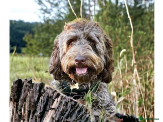 Cockapoo dogs in Doncaster - Advert 1