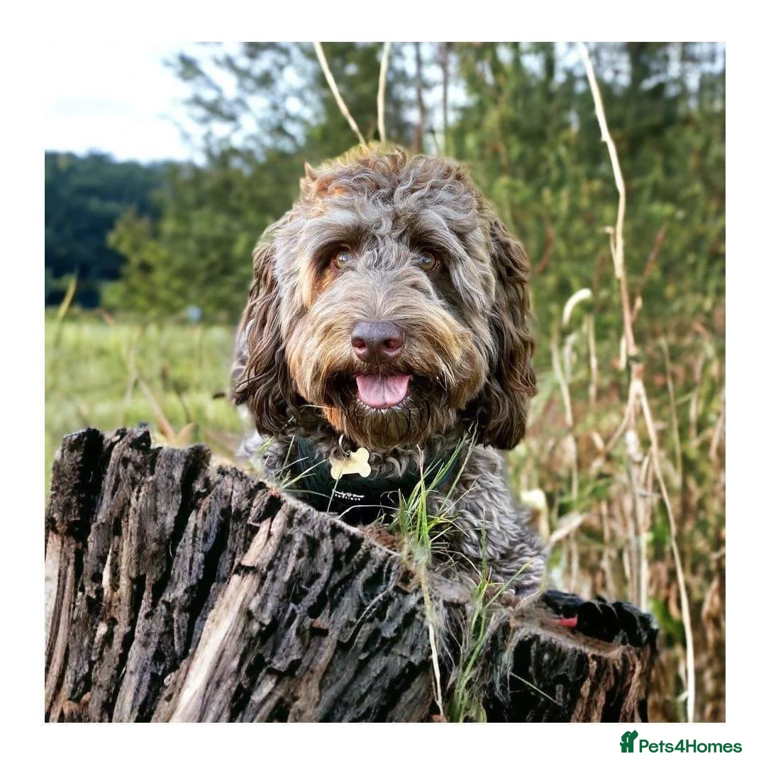 Cockapoo dogs for stud: Chocolate Cockapoo Stud - Proven & DNA Clear in Doncaster - Advert 1