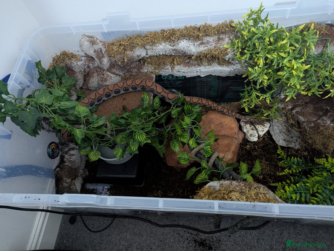 Boa Snake reptiles for sale: CB23 Brazilian rainbow boa unsexed - Advert 7