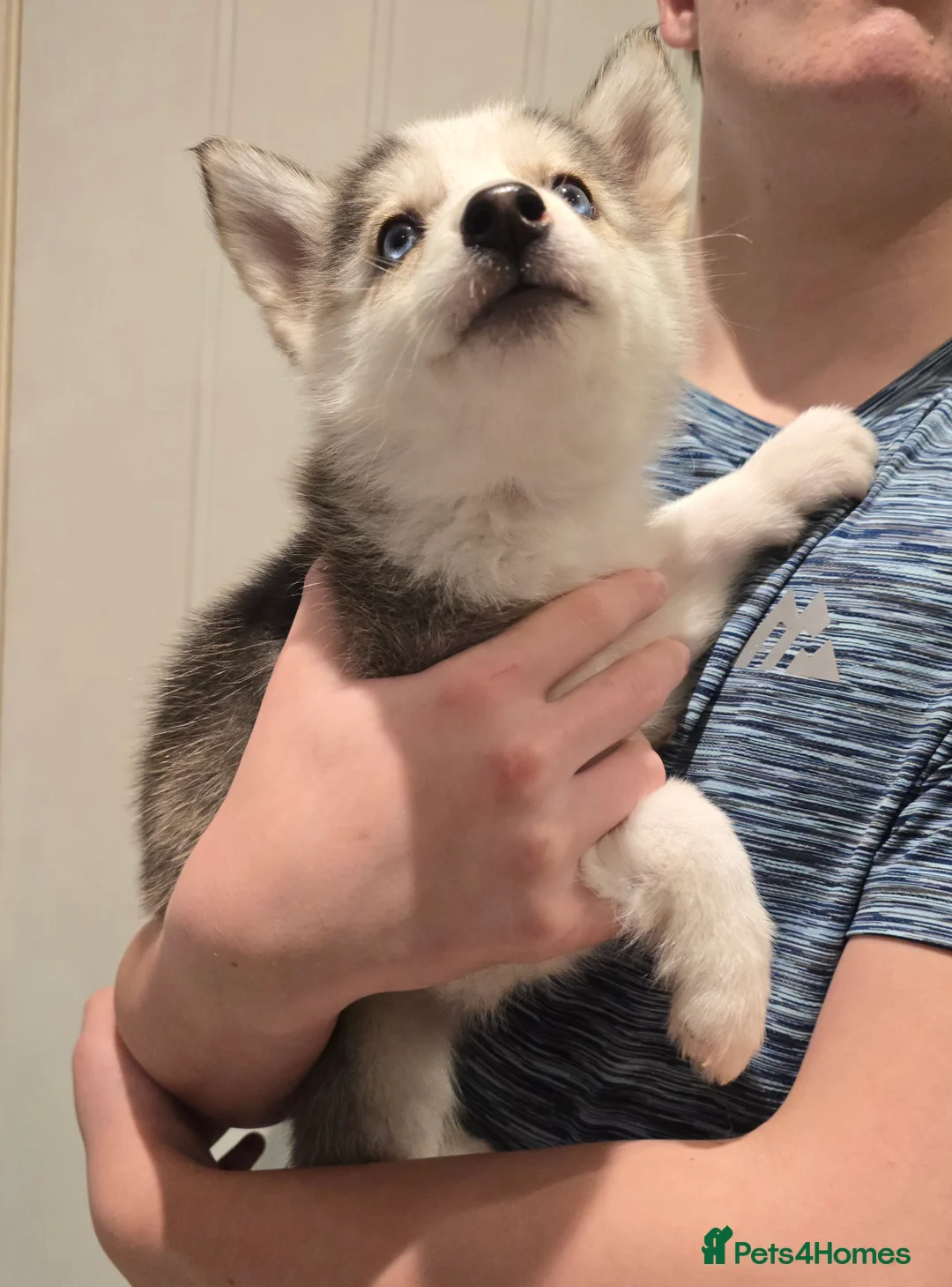 Siberian Husky dogs for sale: Ready Now last 2 girls left in litter - Advert 6