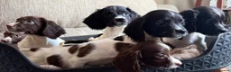 English Springer Spaniel dogs for sale: Our lovely Springer Spaniel puppies 🐾 in York - Advert 2